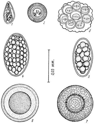 . 26.      : 1 - Opisthorchis felineus; 2 - Echinococcus granulosus; 3 - Dipylidium caninum (); 4 - Diphyllobothrium latum; 5 - Uncinaria stenocephala; 6 - Toxascaris leonina; 7 - Toxocara canis