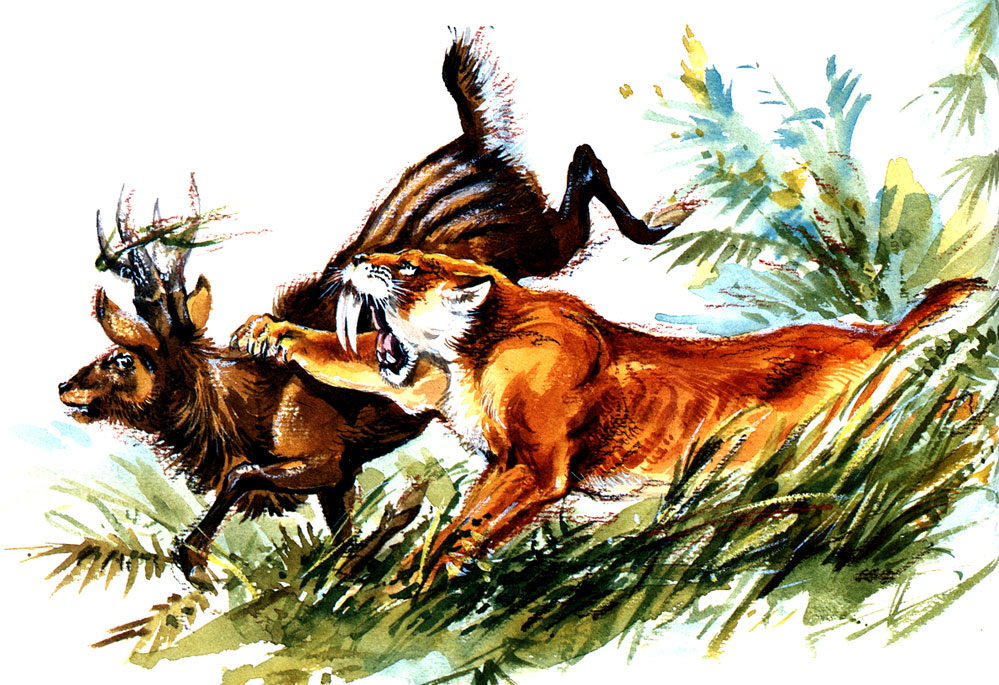 Рис. 1. Саблезубый тигр, или махайрод, был несколько больше современного тигра. На верхней челюсти у него такие длинные клыки, что они видны даже при закрытой пасти