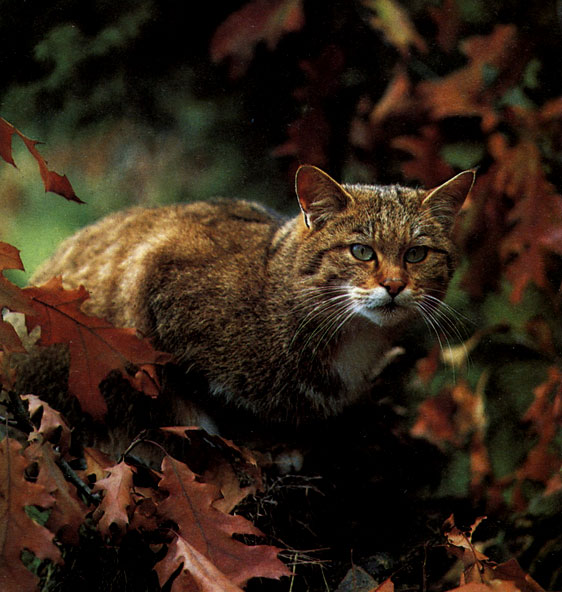 Рис. 14. Европейская дикая лесная кошка сливается с окружающей природой благодаря своей полосатой коричневой окраске