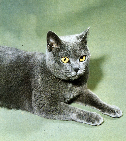 Рис. 15. Картезианская кошка - плотная, с большой головой и желтыми или оранжевыми глазами