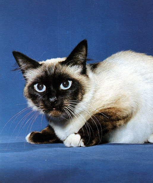 Рис. 17. Характерная черта бирманской полу длинношерстной кошки - белые лапки, именно они отличают ее от колор-пойнта