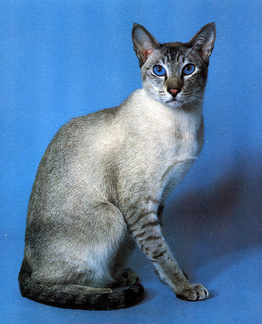 Рис. 21. Сиамская кошка (сип-пойнт). У сиамских кошек всегда голубые глаза