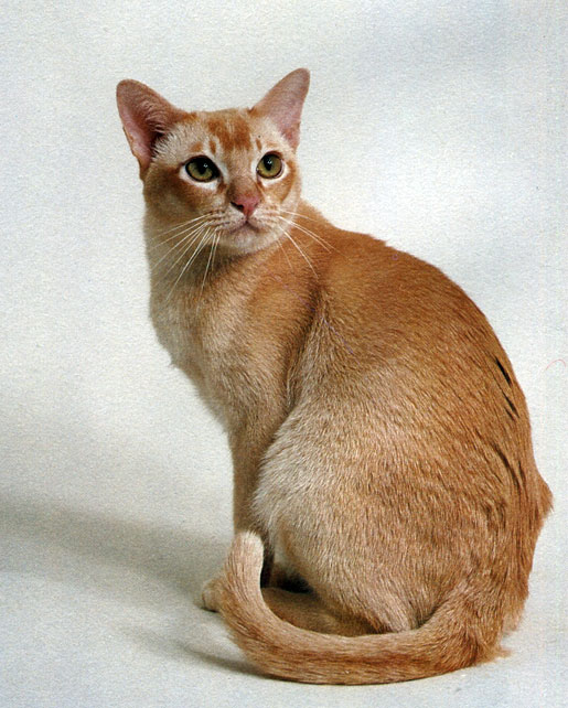 Рис. 22. Бирманские короткошерстные кошки очень подвижны