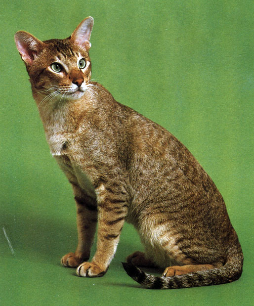 Рис. 23. У восточной короткошерстной среди предков были сиамские, а также другие короткошерстные кошки