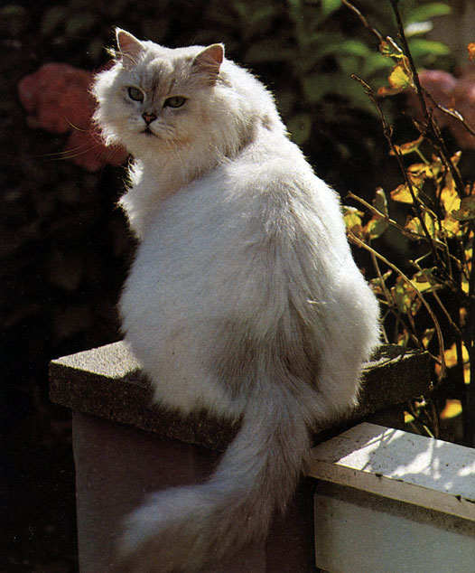 Рис. 29. Молочно-белая 'шиншилла' относится к наиболее красивым персидским кошкам
