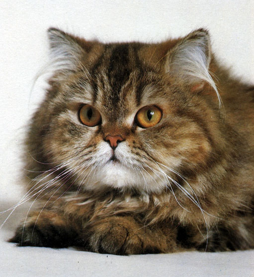 Рис. 30. Персидская кошка с коричнево-мраморной шерстью в разводах. Круглая голова с маленькими ушами - типичный признак этой породы
