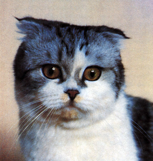 Рис. 31. В 1966 г. в Шотландии появился на свет котенок с висячими ушами. С него началось разведение кошек шотландской вислоухой породы