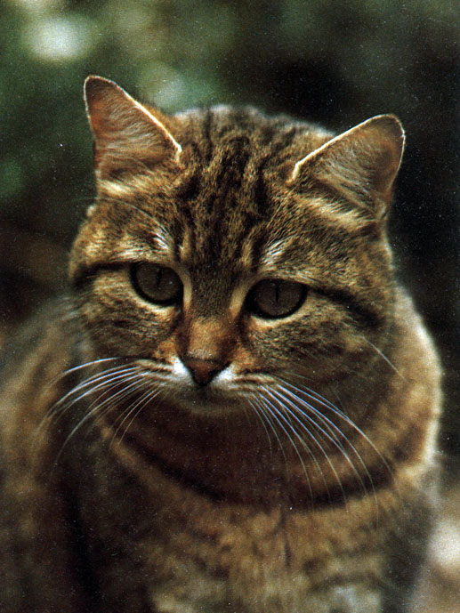 Рис. 42. Усы помогают кошке ориентироваться в темноте. Когда кошка дремлет, ее усы расслабленно свисают вниз
