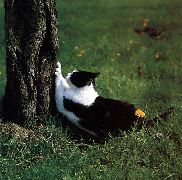Рис. 46. Каждая кошка должна постоянно точить когти. На природе она чаще всего использует для этого жесткую кору дерева
