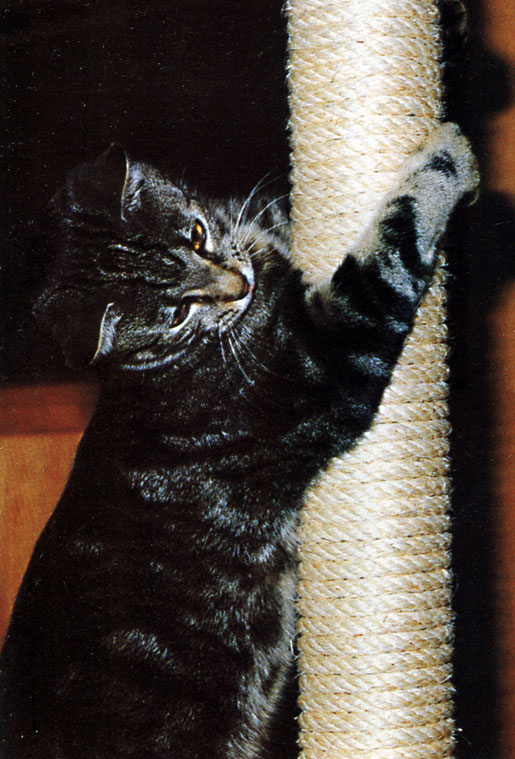 Рис. 45. Чтобы уберечь мебель от кошачьих когтей, рекомендуется сделать столбик, о который кошка будет их точить. Наверху столбика, как правило, находится специальное место, куда кошка сможет забраться и посидеть, наблюдая за тем, все ли в порядке в доме