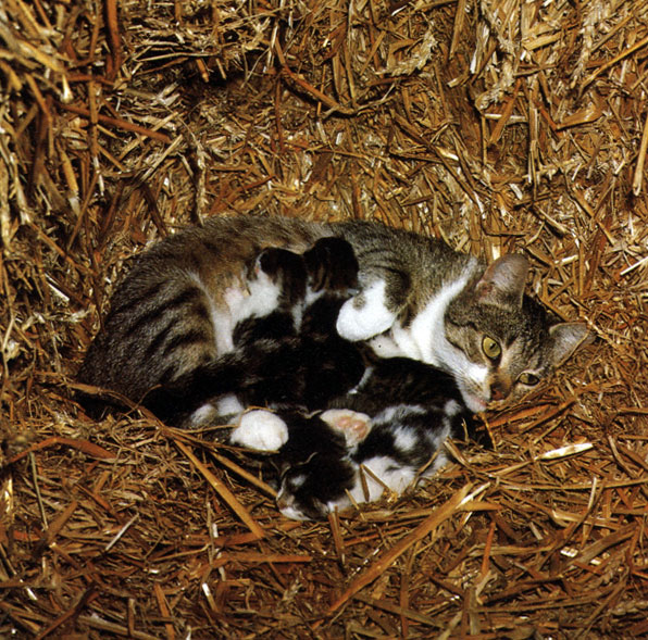 Рис. 49. Котята в гнездышке. Хотя в первую неделю после рождения котята еще слепые, они самостоятельно находят мамин сосок