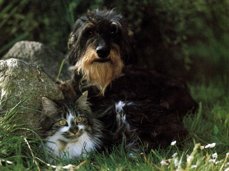 Рис. 63. Ни тени вражды: если собака и кошка выросли вместе, они обычно дружат