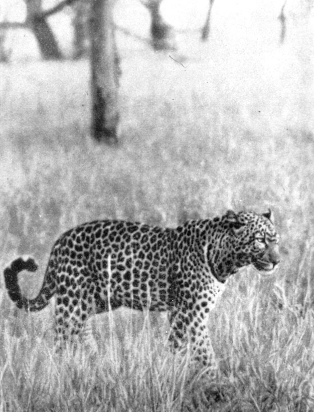 Леопард...