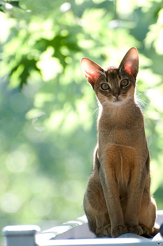  .  - mysmelly.com/content/cats/abyssinian/revision/33.htm
