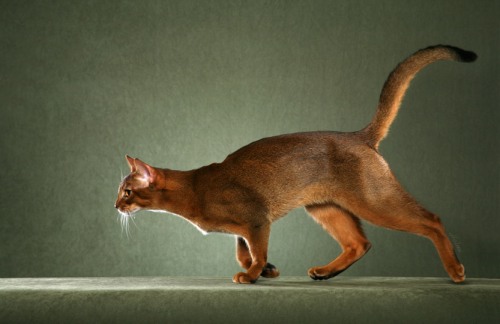    ruddy.  - pictures-of-cats.org/abyssinian-cat-photo.html