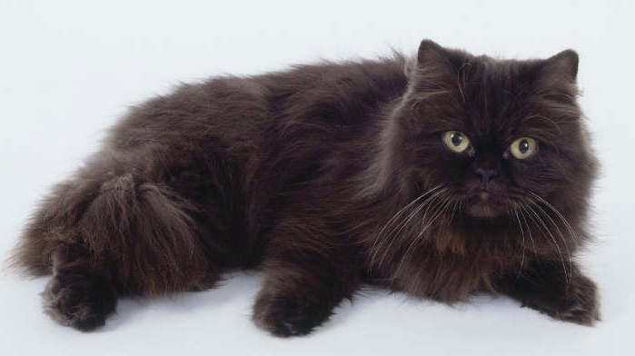   .  - petandsupply.net/wp-content/uploads/2012/02/York-Chocolate-Cat-breeding-characteristics-and-price.jpg