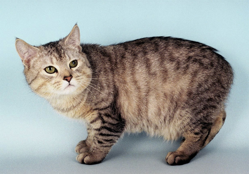 Манкс Самые необычные породы кошек